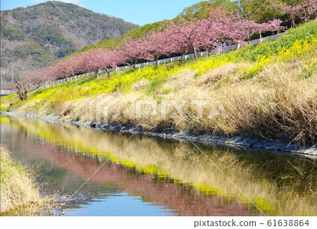 Kawazu cherry blossoms and rape blossoms on the Hota River (Kyonan Town, Chiba Prefecture) 61638864