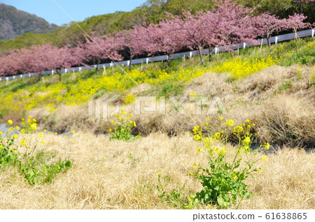 Kawazu cherry blossoms on the Yasuda River (Kyonan Town, Chiba Prefecture) 61638865