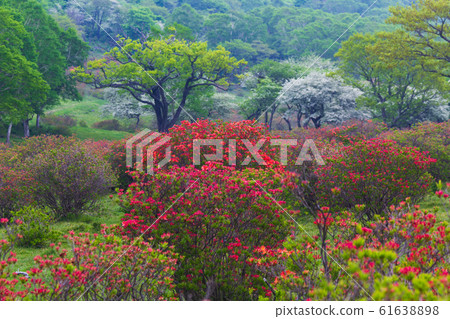 Fresh green and azalea of Mount Akagi Fresh green and azalea of Mount Akagi 61638898