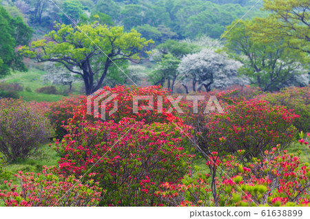 Fresh green and azalea of Mount Akagi Fresh green and azalea of Mount Akagi 61638899