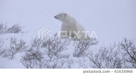 Polar bear in the far north 61638966