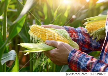 Harvest ready unwrapped corn cobs in farmer's Harvest ready unwrapped corn cobs in farmer's 61639079