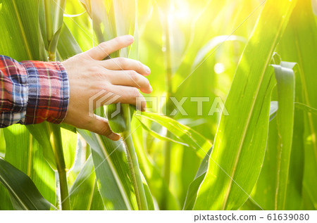 Farmer's hand touching maize stalks at field 61639080