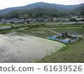 Rural landscape right after rice planting 61639526