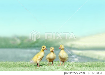 Three ducklings walking on the meadow. Healing, baby, child, environment, nature image 61639831