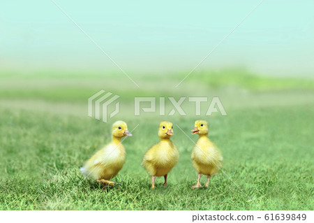 Three ducklings walking on the meadow. Healing, baby, child, environment, nature image Three ducklings walking on the meadow. Healing, baby, child, environment, nature image 61639849