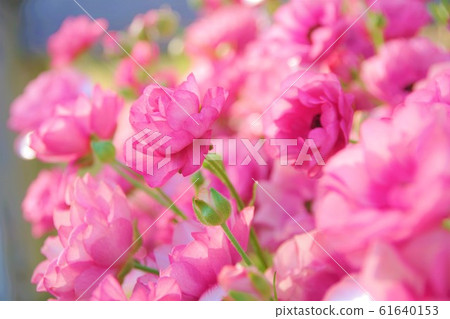 四月春天花毛un屬 61640153