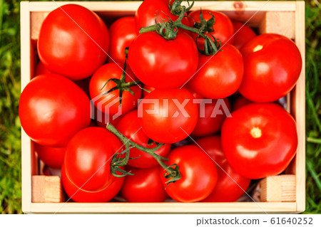 Picture of fesh tomato crop 61640252