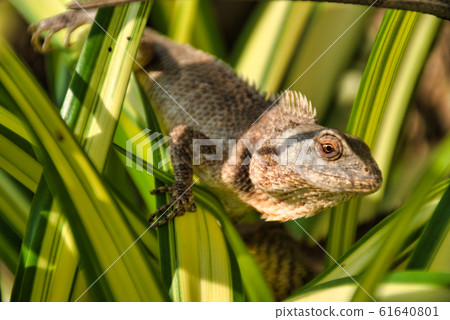 Oriental garden lizard (Calotes versicolor) in 61640801