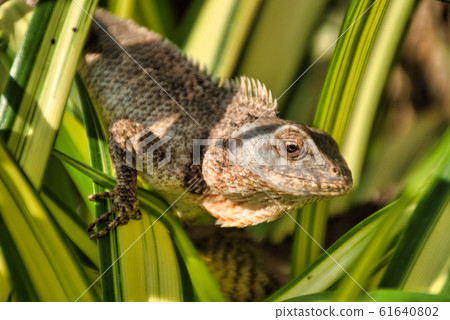Oriental garden lizard (Calotes versicolor) in 61640802