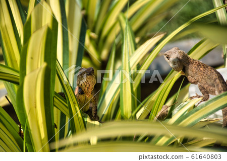 Oriental garden lizard (Calotes versicolor) in Oriental garden lizard (Calotes versicolor) in 61640803