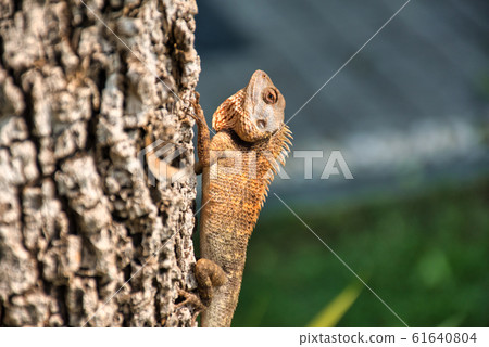 Oriental garden lizard (Calotes versicolor) in Oriental garden lizard (Calotes versicolor) in 61640804
