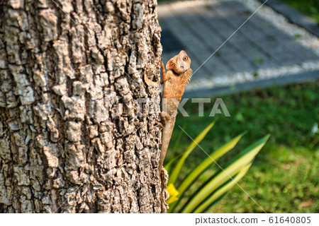 Oriental garden lizard (Calotes versicolor) in Oriental garden lizard (Calotes versicolor) in 61640805