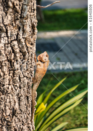 Oriental garden lizard (Calotes versicolor) in Oriental garden lizard (Calotes versicolor) in 61640806