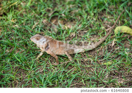 Oriental garden lizard (Calotes versicolor) in 61640808