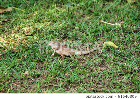 Oriental garden lizard (Calotes versicolor) in Oriental garden lizard (Calotes versicolor) in 61640809