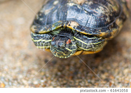 Red Eared Terrapin - Trachemys scripta elegans. Red Eared Terrapin - Trachemys scripta elegans. 61641058