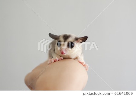 Fukuromomonga 61641069