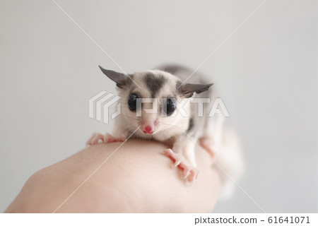 Fukuromomonga 61641071