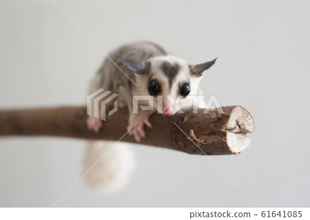 Fukuromomonga 61641085