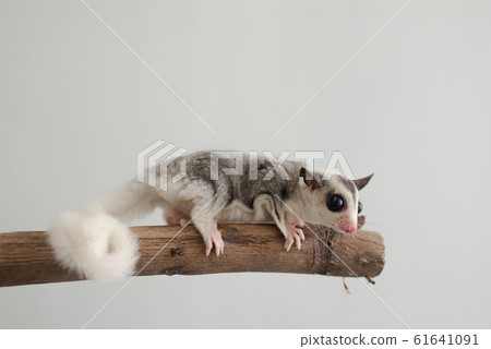 Fukuromomonga 61641091