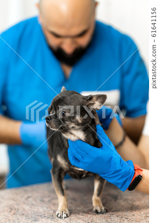 Veterinarians clean the paraanal glands of a dog Veterinarians clean the paraanal glands of a dog 61641156