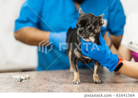 Veterinarians clean the paraanal glands of a dog Veterinarians clean the paraanal glands of a dog 61641564