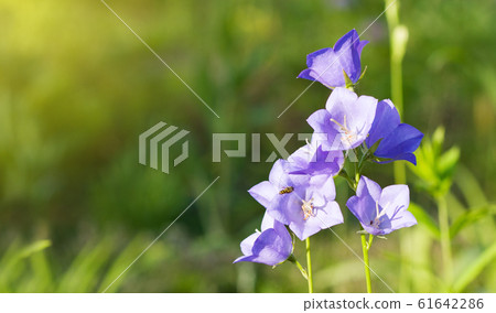 Peach-leaved bellflower (Campanula persicifolia) 61642286