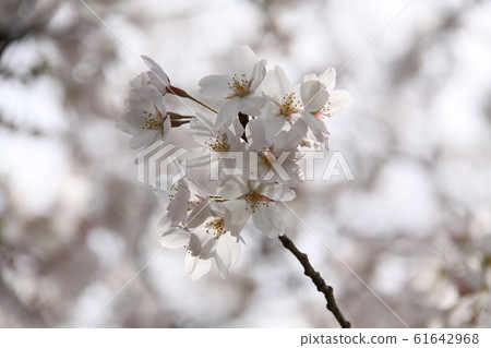 櫻花盛開 櫻花盛開 61642968