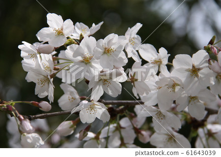 櫻花盛開 櫻花盛開 61643039