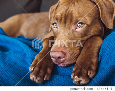 Lovable, pretty puppy of chocolate color. Closeup Lovable, pretty puppy of chocolate color. Closeup 61643121