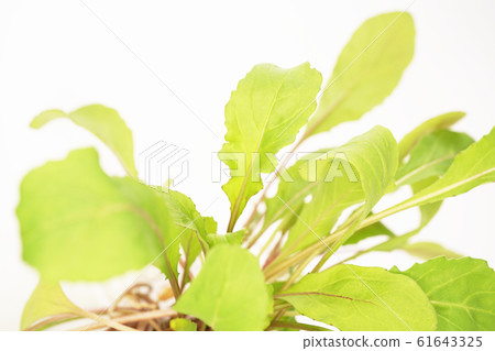 arugula arugula 61643325