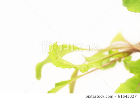 arugula arugula 61643327