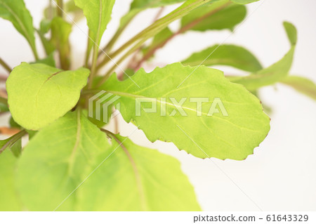 芝麻菜 芝麻菜 61643329