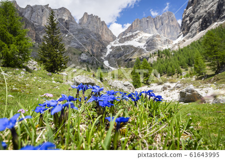 Gentiana verna mountain flower on the background 61643995
