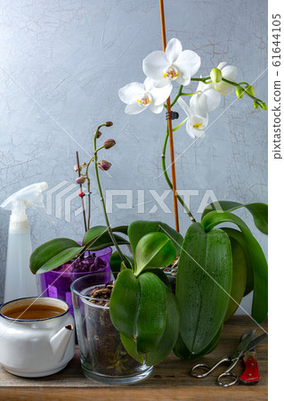 Indoor floriculture, orchids. Indoor floriculture, orchids. 61644105