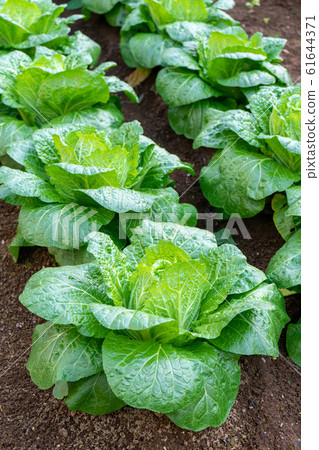 冬天,四季白菜<千葉縣/家庭菜園2020年1月> 冬天,四季白菜<千葉縣/家庭菜園2020年1月> 61644371