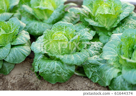 Winter, seasonal Chinese cabbage <Chiba / home vegetable garden January 2020> Winter, seasonal Chinese cabbage <Chiba / home vegetable garden January 2020> 61644374