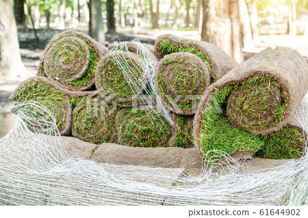 Stacks of green fresh rolled lawn grass on wooden pallet at dirt prepared for installation at city park or backyard on bright sunny day. Green tree forest on background. Gardening landcaping service Stacks of green fresh rolled lawn grass on wooden pallet at dirt prepared for installation at city park or backyard on bright sunny day. Green tree forest on background. Gardening landcaping service 61644902