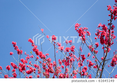 Red peach blossom Red peach blossom 61645149