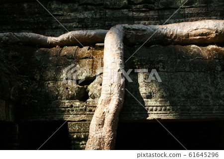 Cambodia World Heritage Site Angkor Angkor Ta Prohm Cambodia World Heritage Site Angkor Angkor Ta Prohm 61645296