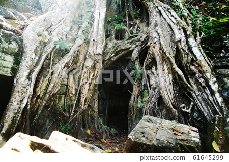 Cambodia World Heritage Site Angkor Angkor Ta Prohm Cambodia World Heritage Site Angkor Angkor Ta Prohm 61645299