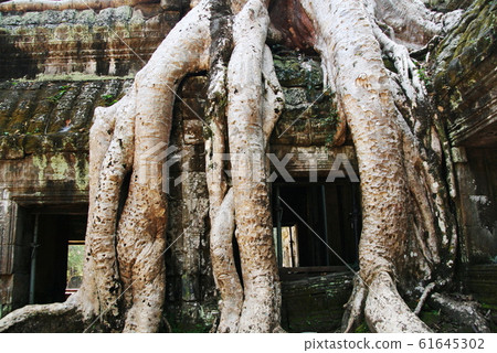 Cambodia World Heritage Site Angkor Angkor Ta Prohm 61645302