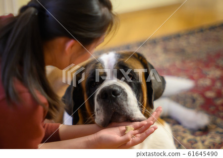 聖伯納德 61645490