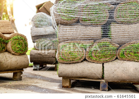 Stacks of green fresh rolled lawn grass on wooden pallet at dirt prepared for installation at city park or backyard on bright sunny day. Green tree forest on background. Gardening landcaping service 61645501