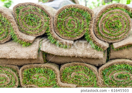 Close-up details stacks of green fresh rolled lawn grass on wooden pallet for installation at city park or backyard on bright sunny day. Green tree forest on background. Gardening landcaping service 61645503