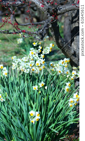 Osaka Castle Park 61645611