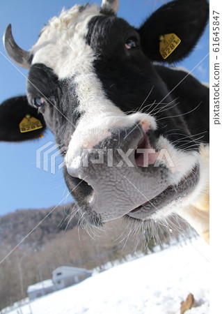 牛面朝上 61645847