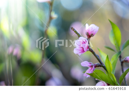 Sakura flowers blooming blossom in Chiang Mai, Sakura flowers blooming blossom in Chiang Mai, 61645918