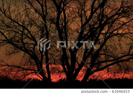 Kansas Colorful Sunset with a colorful sky with clouds and tree silhouette's. Kansas Colorful Sunset with a colorful sky with clouds and tree silhouette's. 61646855